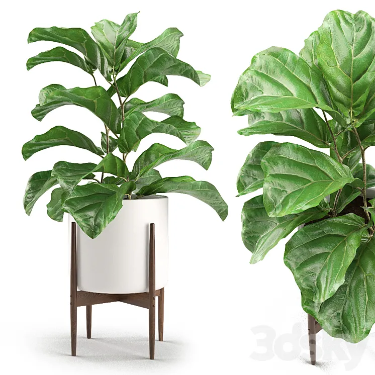 Plant 012 – Ficus Lyrata 3DS Max