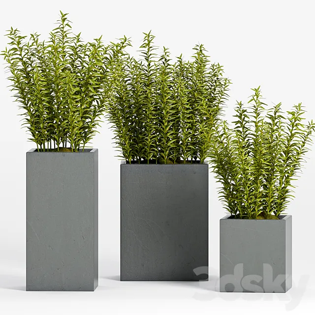 PLANT -15 3DSMax File