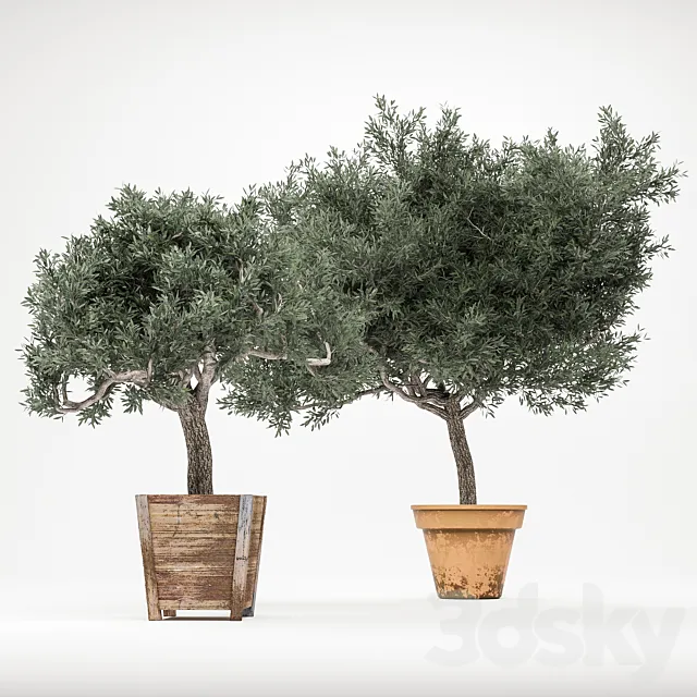 Plant 2 – OliveTree 3DS Max Model