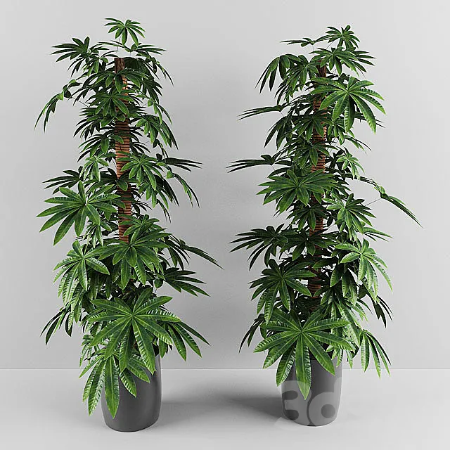 plant 3ds Max