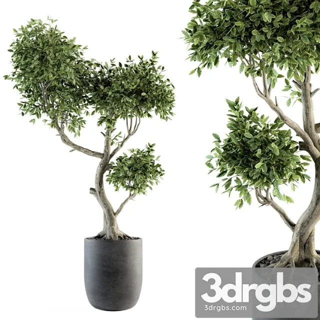 Plant big bonsai indoor plants 110