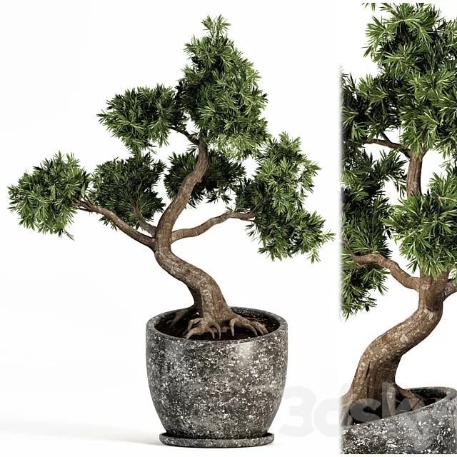 Plant bonsai-01 3DS Max Model