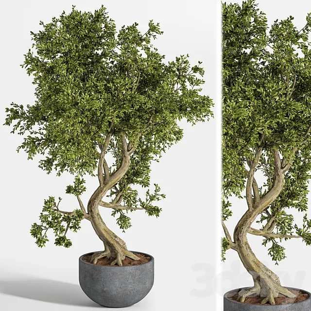 plant bonsai 01 3DS Max Model