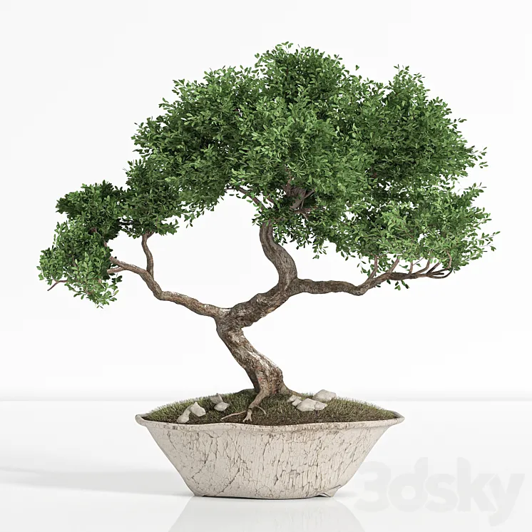 plant bonsai02 3DS Max
