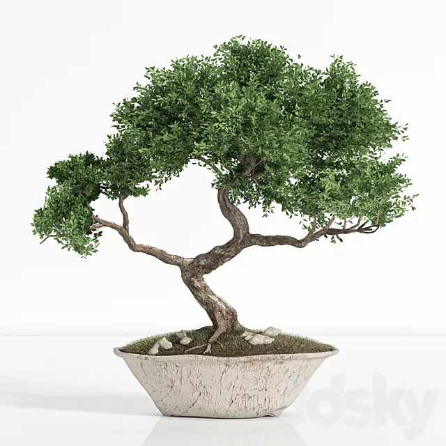 plant bonsai02 3DSMax File