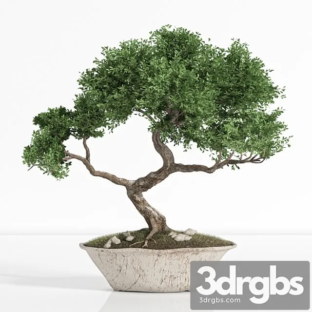 Plant bonsai02