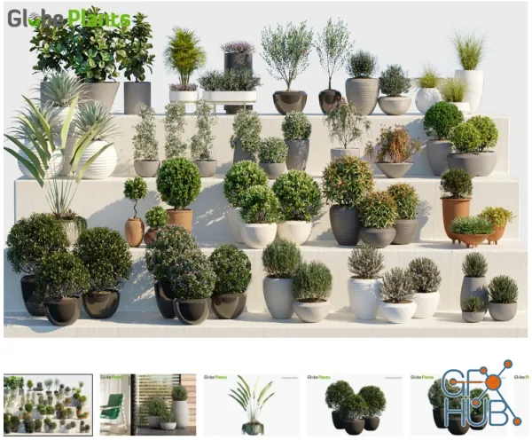 Plant Bundle 01 – Ornamental and Decorative Pot Plants