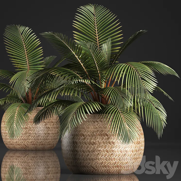 Plant Coconut palm 340. Small palm basket rattan indoor interior eco design natural decor 3DS Max
