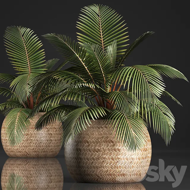 Plant Coconut palm 340. Small palm. basket. rattan. indoor. interior. eco design. natural decor 3DSMax File
