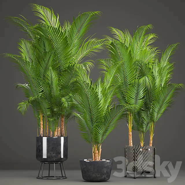 Plant collection 216. Howea forsteriana. palm tree. basket. black pot. indoor plants 3DSMax File