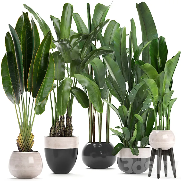 Plant collection 238. A set of palm trees banana strelitzia ravenala indoor plants flowerpot pot bushes exotic stylish luxury decor eco design 3DS Max