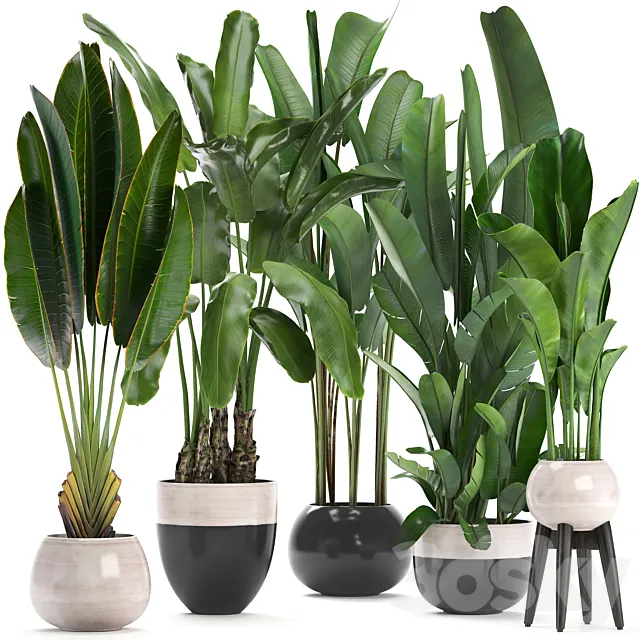 Plant collection 238. A set of palm trees. banana. strelitzia. ravenala. indoor plants. flowerpot. pot. bushes. exotic. stylish. luxury decor. eco design 3DSMax File