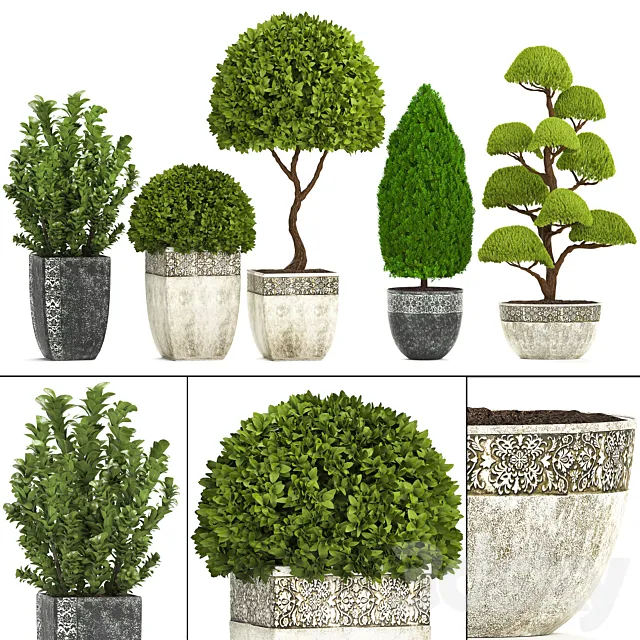 Plant collection 239. Garden plants landscape design classic flowerpot trees topiary boxwood 3DS Max Model