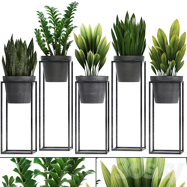 Plant collection 240. Shelf with flowers. Zamioculcas. sansevieria. indoor plants. pot. stand 3DSMax File