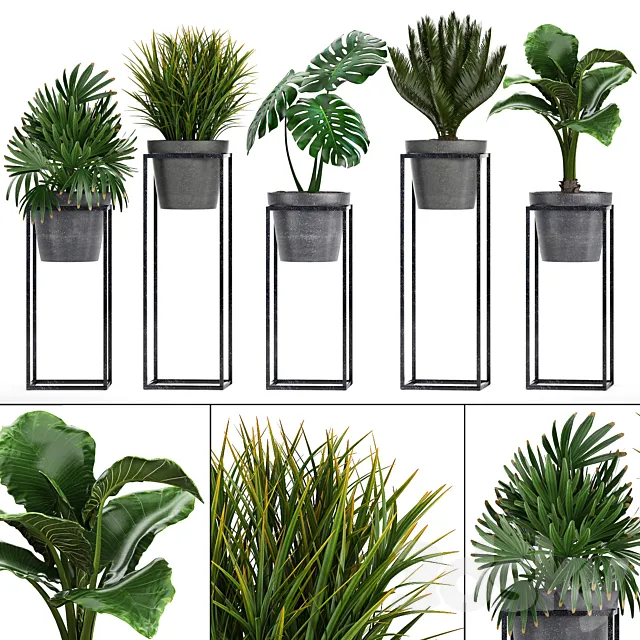 Plant collection 241. Shelf with flowers monstera cycas cycad palm rapis alocasia indoor plants pot Raphis Palm 3DS Max Model