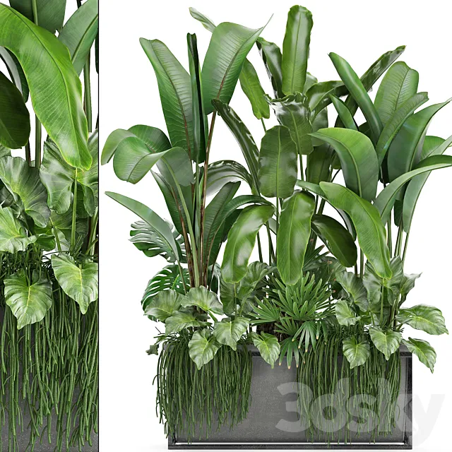 Plant collection 243. Thickets bushes tropical banana strelitzia alocasia rapis Rhipsalis flowerpot strelitzia jungle bushes 3DS Max Model