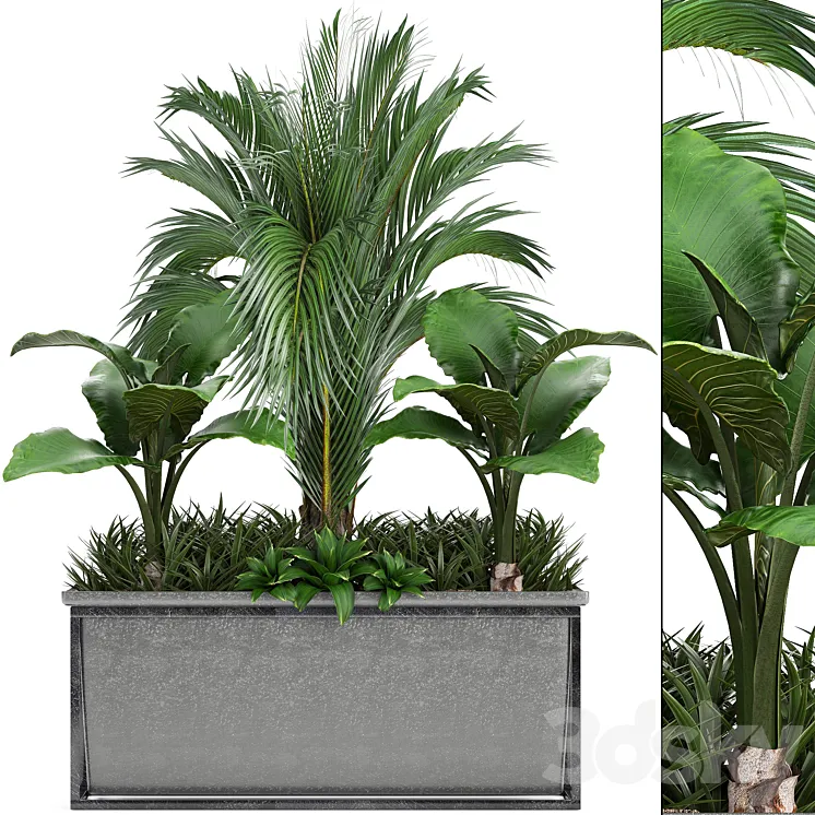Plant collection 245. Interior palm tree bushes thickets pot alocasia 3DS Max