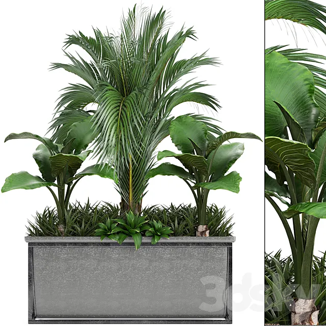 Plant collection 245. Interior palm tree. bushes. thickets. pot. alocasia 3DSMax File