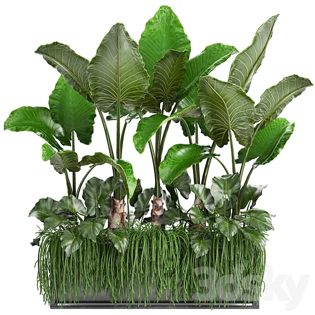 Plant collection 248. Tropical bushes. alocasia. bushes. succulents. pot. flowerpot. Rhipsalis. flowerpot. strelitzia. jungle. bushes 3DSMax File
