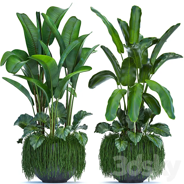 Plant collection 252. Banana palm thickets pot strelitzia alocasia indoor plants strelitzia jungle bushes outdoor 3ds Max