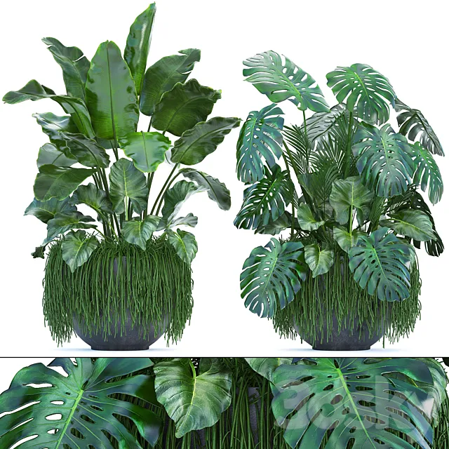 Plant collection 253. Thickets monstera banana strelitzia succulents flowerpot indoor plants 3DS Max Model