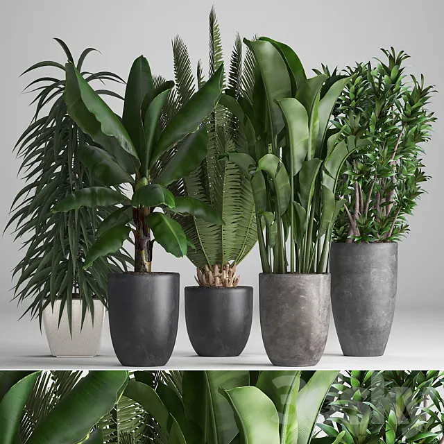 Plant collection 255. strelitzia banana ficus black flowerpot pot exotic plants 3DS Max Model