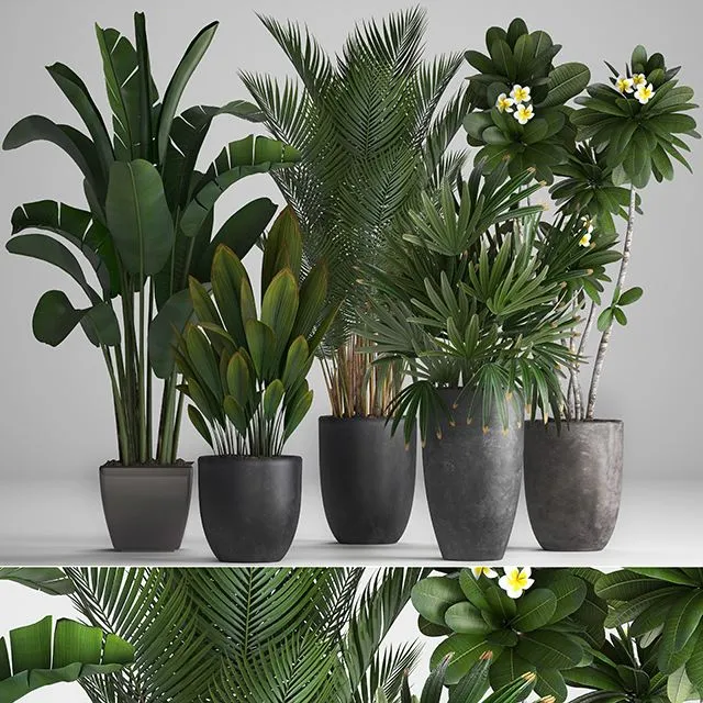 Plant Collection 256 3dsMax Model