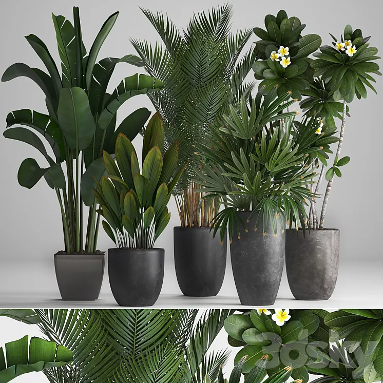 Plant Collection 256. strelitzia banana hovea plumeria black flowerpot palm tree indoor plants exotic office plants flower pot Rhapis 3DS Max