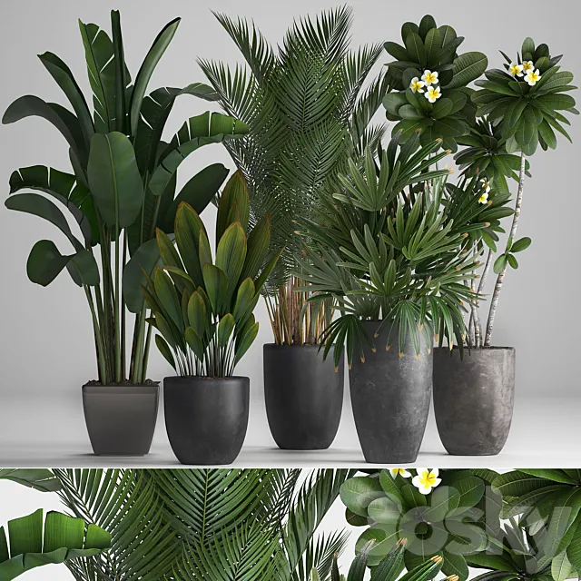 Plant Collection 256. strelitzia. banana. hovea. plumeria. black flowerpot. palm tree. indoor plants. exotic. office plants. flower. pot. Rhapis 3DSMax File