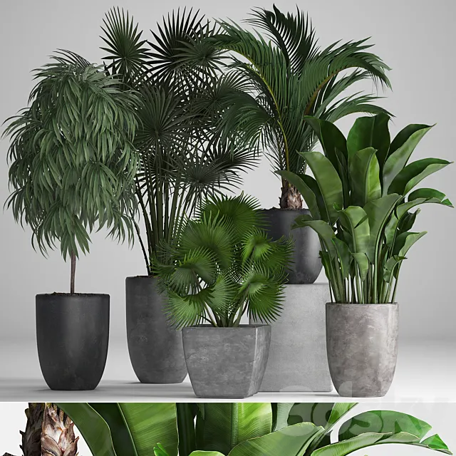 Plant collection 258. Banana. fan palm. Ficus. flowerpot. concrete pot. flowerpot. strelitzia. Ficus Alii 3DSMax File