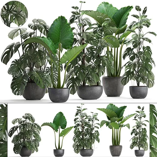 Plant collection 261 3dsMax Model