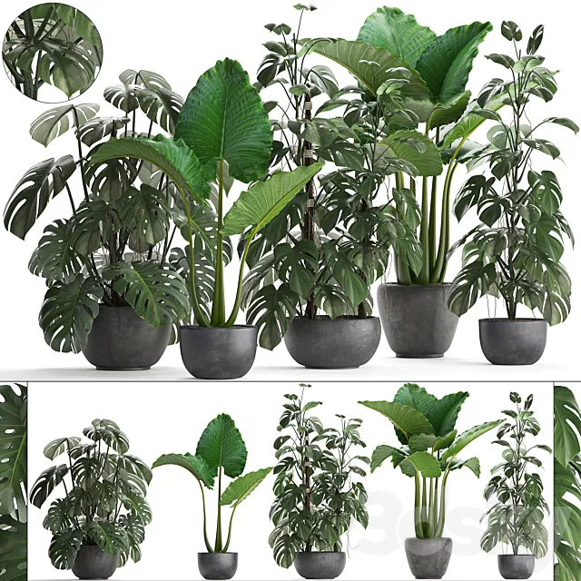 Plant collection 261. Monstera Alocasia flowerpot black pot loft industrial style bushes tropical exotic interior office flowers thickets 3DS Max Model