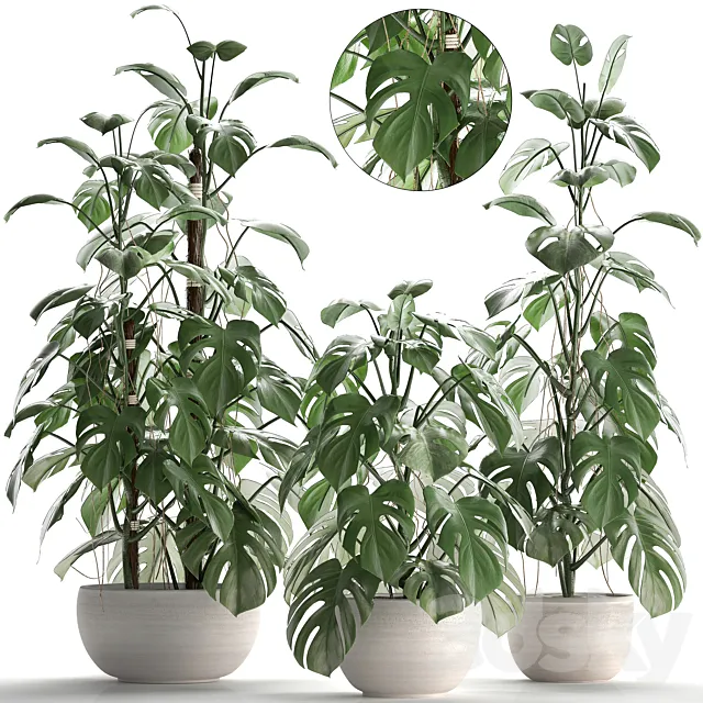 Plant collection 262.Monstera. white pot. exotic plant. bush. flower. flowerpot. interior 3DSMax File