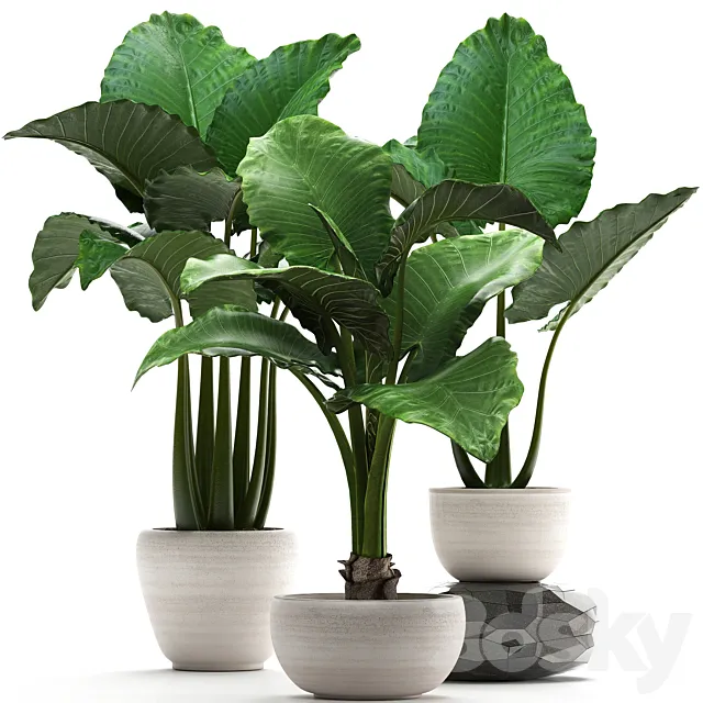 Plant collection 263. Alocasia white pot exotic plant flowerpot outdoor bushes 3ds Max