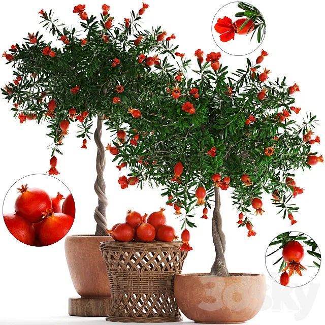 Plant Collection 264. Pomegranate tree with fruits. blooming. rattan table. flowerpot. outdoor. clay. clinker. eco design. natural materials 3DSMax File