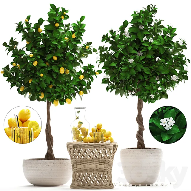 Plant Collection 265. Citrus limon Lemon tree rattan table flowering tree garden outdoor flowerpot lemonade fruit eco design nature decor 3DS Max Model