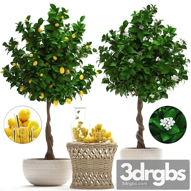 Plant collection 265. citrus limon, lemon tree, rattan table, flowering tree, garden, outdoor flowerpot, lemonade, fruit, eco design, nature decor