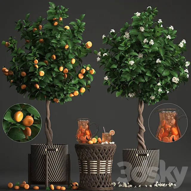 Plant collection 267. Citrus mandarin. Flowering tree. tangerine. fruit. rattan table. basket. Lemonade. carafe. cocktail. outdoor. landscaping. natural decor. eco. lemonade 3DSMax File