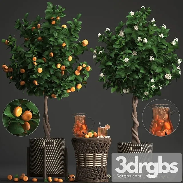 Plant collection 267. citrus mandarin, flowering tree, tangerine, fruit, rattan table, basket, lemonade, carafe, cocktail, outdoor, landscaping, natural decor, eco, lemonade