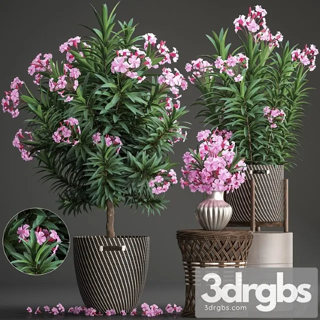 Plant collection 268. oleander, tree, bush, basket, rattan table, flower bouquet, outdoor flowerpot, landscaping, garden, flowering tree