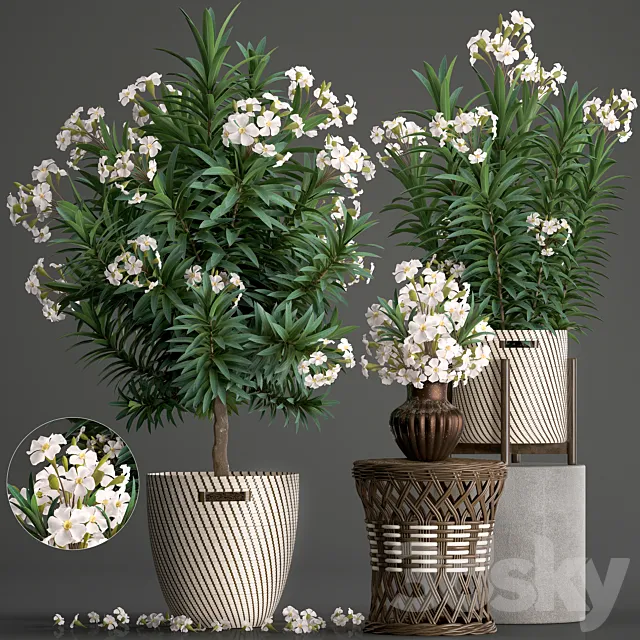 Plant collection 269. Nerium oleander. Oleander. white basket. flowering tree. white flowers. rattan table. outdoor. garden. park. landscape design. eco 3DSMax File