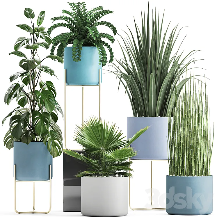 Plant collection 281. Monstera brachea palm tree horsetail indoor plants pot Scandinavian style bushes exotic indoor 3DS Max
