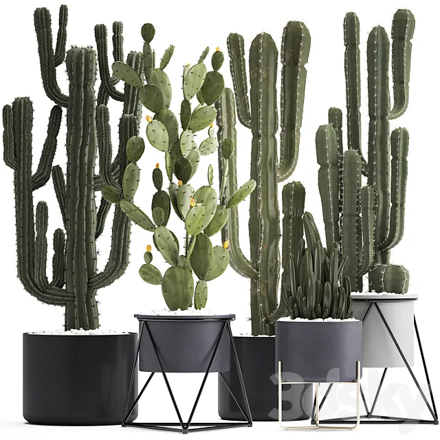Plant collection 282. Cactus set. Prickly pear Cereus carnegia cactus Prickly pear desert plants interior exotic 3ds Max