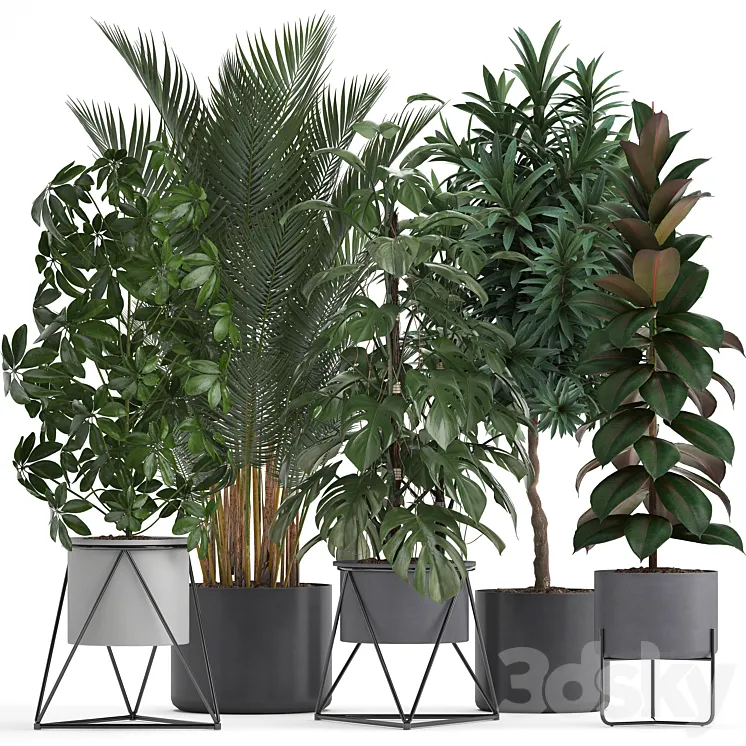 Plant collection 284. Palm Ficus monstera indoor plants shefflera pot stylish flowerpot ficus abidjan Scandinavian style 3DS Max