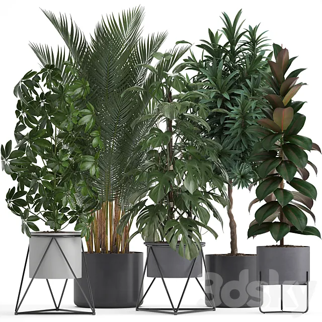 Plant collection 284. Palm. Ficus. monstera. indoor plants. shefflera. pot. stylish flowerpot. ficus abidjan. Scandinavian style 3DSMax File