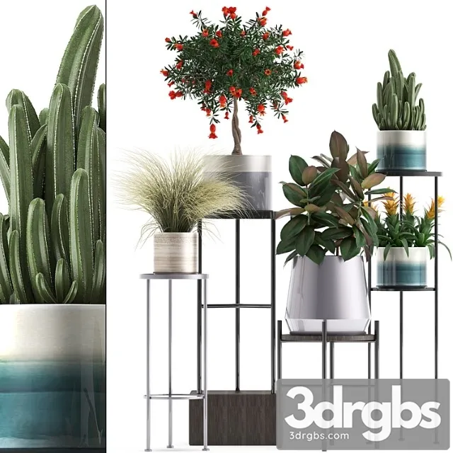 Plant collection 287. shelf with flowers, pomegranate, ficus, cactus, grass, bromeliad, stand, pot, luxury, ficus abidjan, luxury