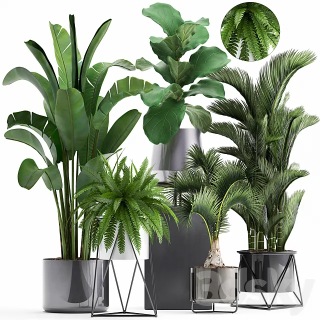 Plant collection 290. Indoor plants. ficus lyrata. Dipsis. palm tree. fern. black pot. flowerpot. strelitzia. luxury decor. thickets 3DSMax File