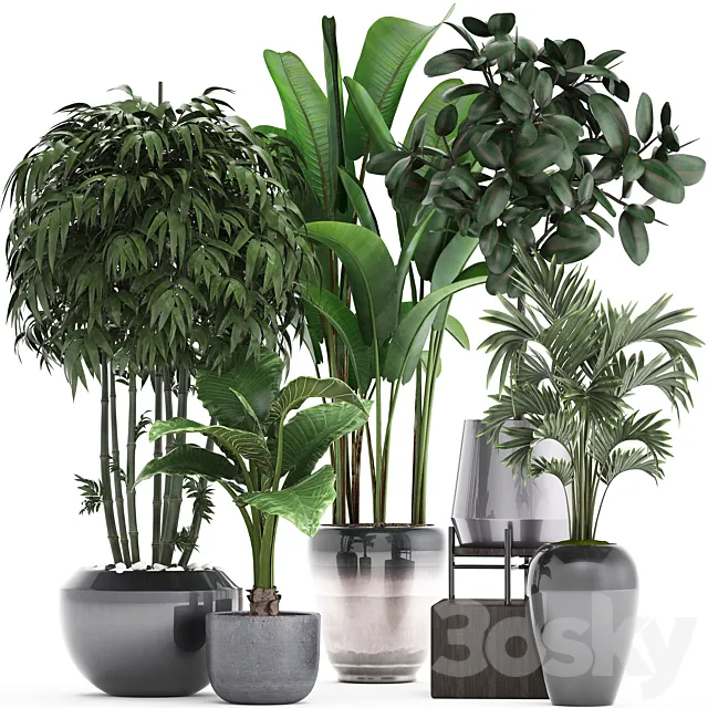 Plant collection 291. Bamboo. Banana. ficus Robusta. Hovea. alocasia. flowerpot. indoor plants. ficus abidjan. interior. home. strelitzia 3DSMax File