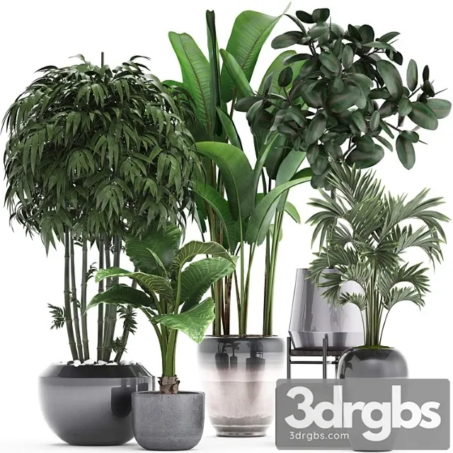 Plant collection 291. bamboo, banana, ficus robusta, hovea, alocasia, flowerpot, indoor plants, ficus abidjan, interior, home, strelitzia