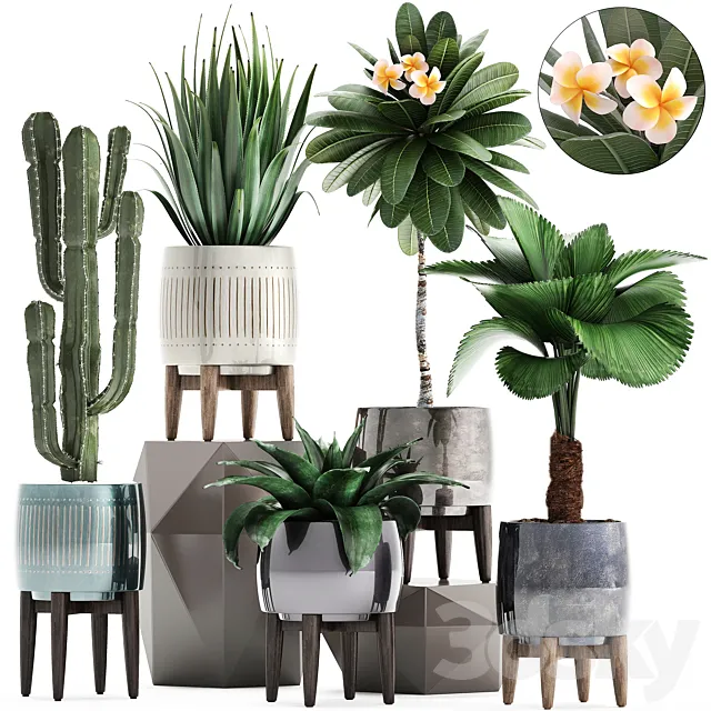 Plant collection 292. Cactus Likuala Plumeria Agave Houseplants Luxury Pot Flowerpot Exotic Stylish 3ds Max